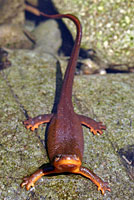 Rough-skinned Newt