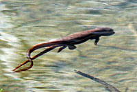 Rough-skinned Newt