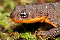 Rough-skinned Newt