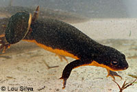 Rough-skinned Newts