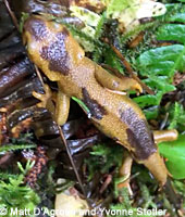 Rough-skinned Newt