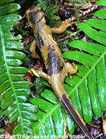 Rough-skinned Newt