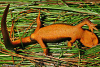 Rough-skinned Newt