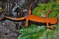 Rough-skinned Newt