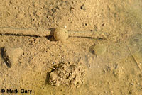 CA Tiger Salamander Egg