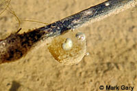 CA Tiger Salamander Egg