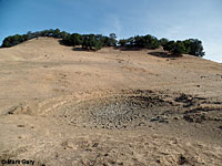 tiger salamander habitat