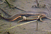 Rough-skinned Newts