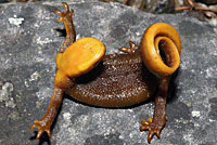 salamander