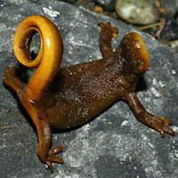 Rough-skinned Newt