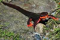 Red-bellied Newt