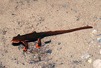 Red-bellied Newt