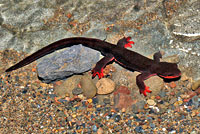 Red-bellied Newt