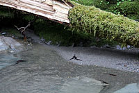 Red-bellied Newts