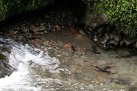 Red-bellied Newts