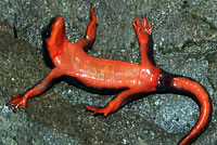 salamander