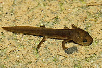 Red-bellied Newt larva