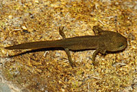 Red-bellied Newt larva