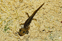 Red-bellied Newt larva