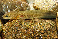 Red-bellied Newt larva