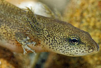 Red-bellied Newt larva