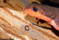 Red-bellied Newts