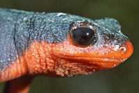 Red-bellied Newt