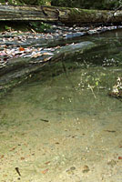 Red-bellied Newt larvae