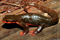 Red-bellied Newt