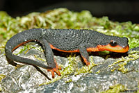 Red-bellied Newt