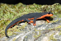 Red-bellied Newt