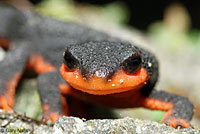 Red-bellied Newt