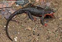 Red-bellied Newt