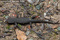 Red-bellied Newt