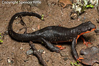 Red-bellied Newt