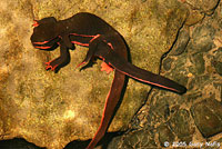 Red-bellied Newts