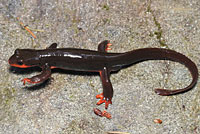 Red-bellied Newt