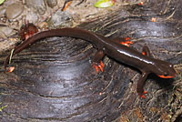 Red-bellied Newt