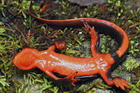 Red-bellied Newt