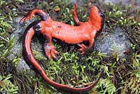 Red-bellied Newt