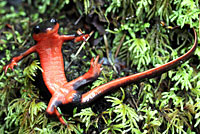 Red-bellied Newt