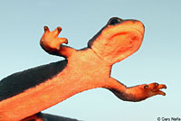 Red-bellied Newt