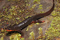 Red-bellied Newt