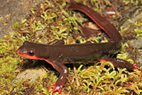 salamander