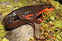 Red-bellied Newt