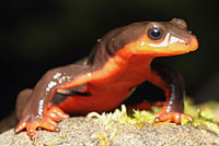 Red-bellied Newt