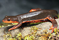 Red-bellied Newt