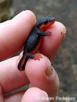 Red-bellied Newt