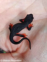 Red-bellied Newt