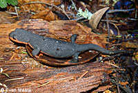 Red-bellied Newt